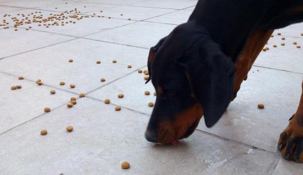 Actividades de búsqueda para perros: ¿Qué son las actividades de búsqueda?