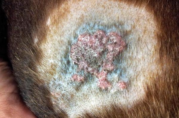 Calcinosis cutis en perros - Depósitos de calcio en la piel del perro - Síntomas de calcinosis cutis en perros