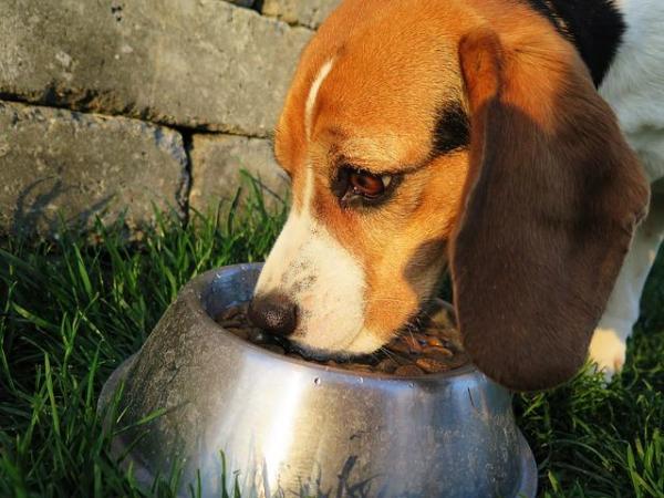 Calmex para Perros - Usos, Posología y Efectos Secundarios - Contraindicaciones de Calmex para perros