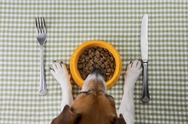 Cambiar de comida para perros paso a paso: ¿Por qué deberíamos cambiar de comida para perros?