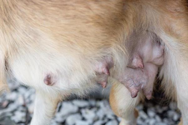 Cáncer de mama en perros - Síntomas y tratamiento - Causas del cáncer de mama en perros