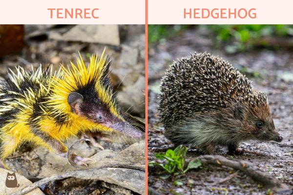 Características, hábitat y cuidados de los animales tenrec: ¿es el tenrec un erizo?