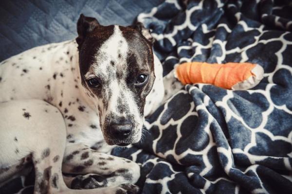 Carprofeno para perros - Posología, usos y efectos secundarios - Usos del carprofeno para perros