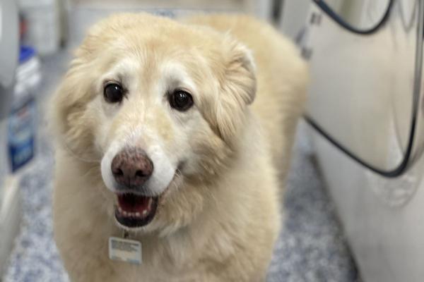 Causas de los ganglios linfáticos inflamados en el cuello de mi perro - Diagnóstico de linfadenitis en perros