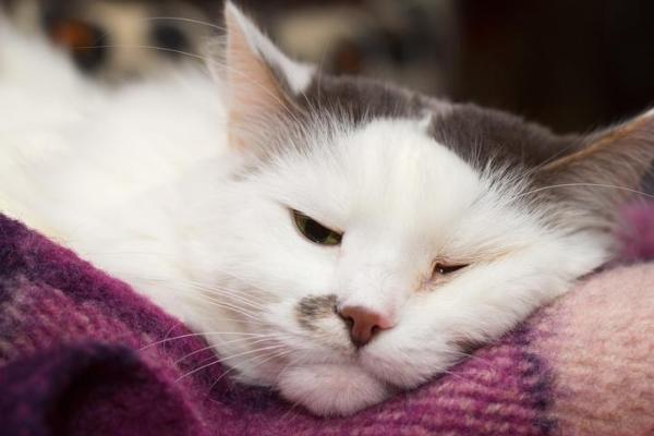 Causas de problemas renales en gatos: infección bacteriana (pielonefritis)