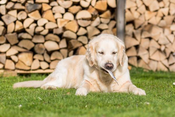 Causas y tratamiento de la regurgitación en perros - Causas de la regurgitación en perros