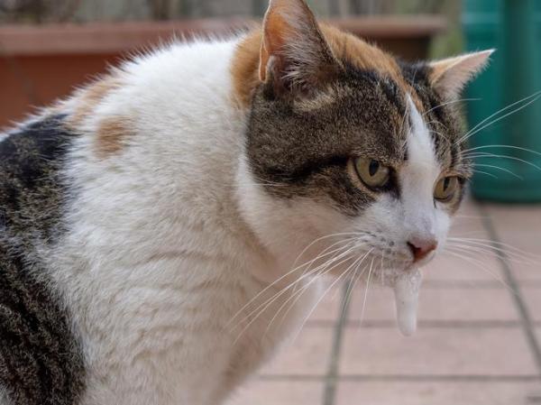 Cefalexina para gatos - Usos, Dosis y efectos secundarios - Contraindicaciones de la cefalexina para gatos