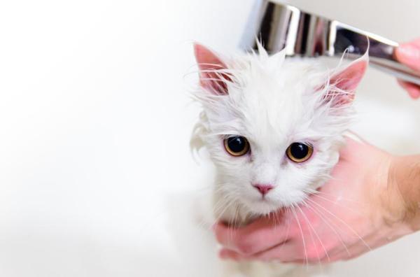 Champú antipulgas casero para gatos - Champú antipulgas con vinagre blanco y glicerina