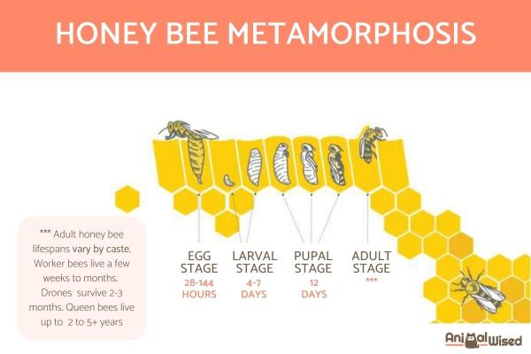 Ciclo de vida de una abeja melífera: metamorfosis de la abeja