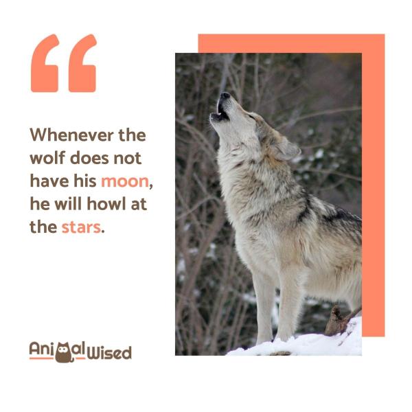 Citas, refranes y proverbios del lobo - Citas del lobo solitario