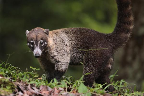 Coatíes como mascotas - Pautas y consejos - ¿Cómo es el coatí de nariz blanca?
