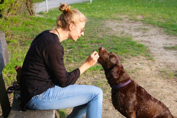 Comandos básicos de adiestramiento canino: talón