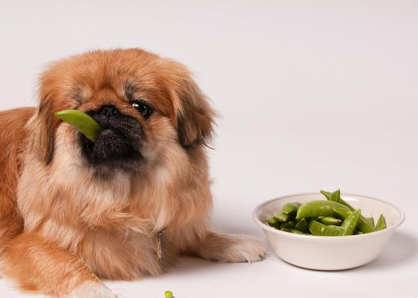 Comida ecológica para perros: investiga un poco antes de empezar