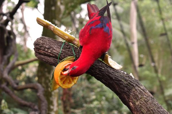 Comida Prohibida para Loros - Comida prohibida para loros