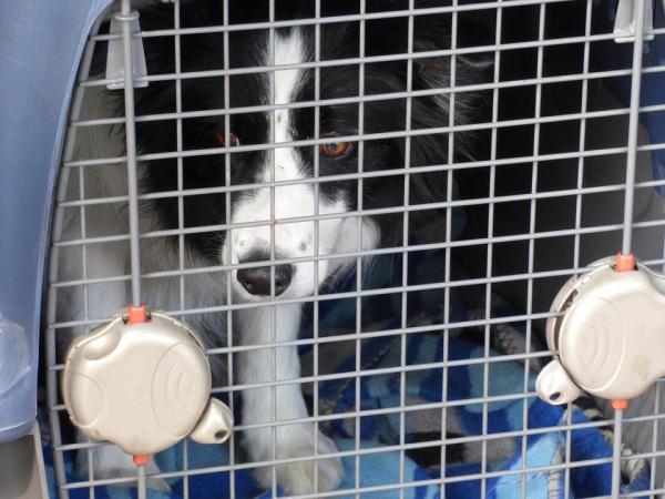 Cómo acostumbrar a tu perro a un transportín de viaje - Introducción y pasos previos al viaje