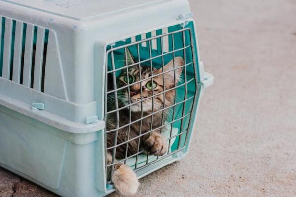 Cómo atrapar a un gato callejero de forma segura - Trampa humanitaria para gatos - Materiales necesarios para atrapar a un gato callejero de forma segura
