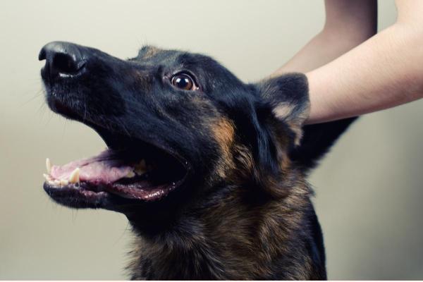 Cómo ayudar a calmar a un perro temeroso: ¿Por qué mi perro se asusta y se esconde de repente?