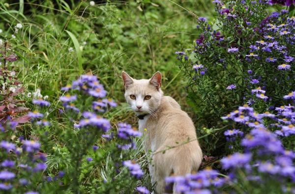 Cómo ayudar a una gata en celo - Cómo ayudar a una gata en celo