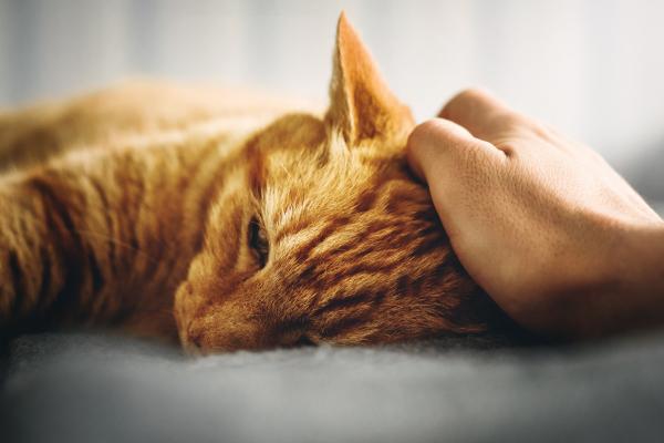Cómo calmar a un gato: gato estresado, agresivo o nervioso: cómo ayudar a tu gato a relajarse o calmarse