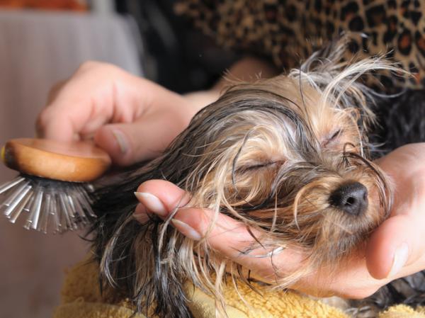 Cómo cortar el pelo de un Yorkie - Cosas a tener en cuenta al cortar el pelo de un Yorkie