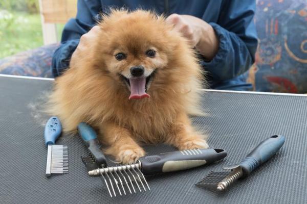 Cómo cuidar a un Pomerania - Cachorro y Adulto - Cuidado del cabello del Pomerania