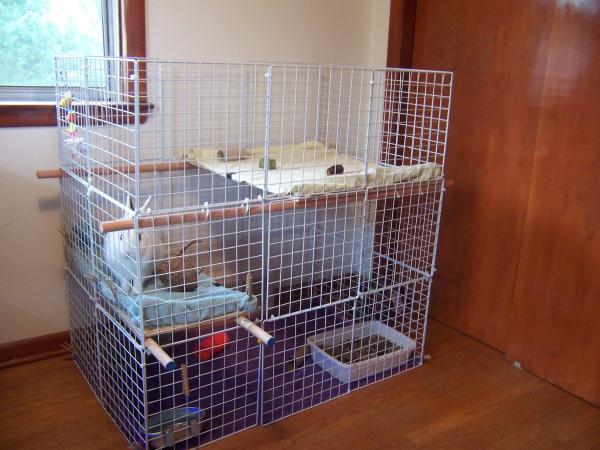 Cómo cuidar conejos recién nacidos con una madre - Cómo preparar un nido para conejos en casa
