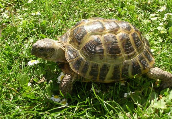 Cómo cuidar una tortuga como mascota: tipos de tortugas como mascota