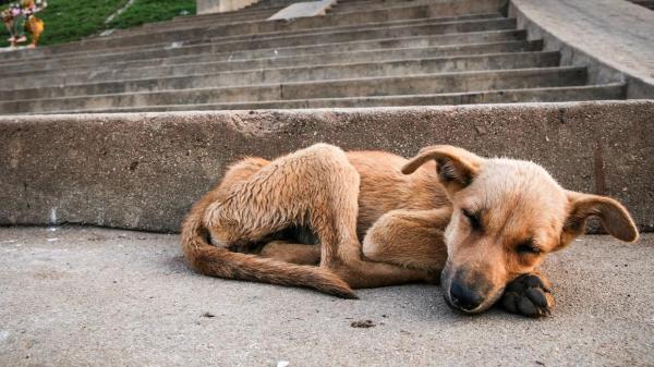 Cómo cuidar y alimentar a un perro desnutrido - Síntomas de un perro desnutrido