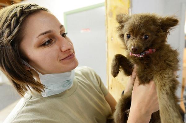 Cómo aplicar una inyección debajo de la piel a un perro: ¿Qué vacunas necesitan los perros?