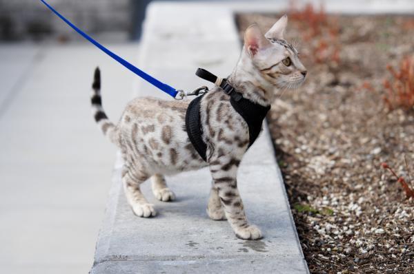 Cómo encontrar el mejor arnés para tu gato - ¿Cuál es el mejor arnés para gatos?