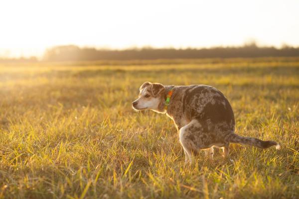 Cómo endurecer las heces de mi perro: tratar la enfermedad subyacente