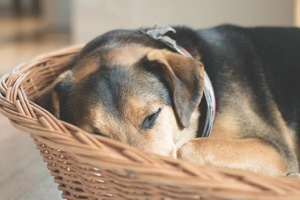 Cómo enseñar a tu perro a dormir en su propia cama - Por qué tu perro no debería dormir contigo