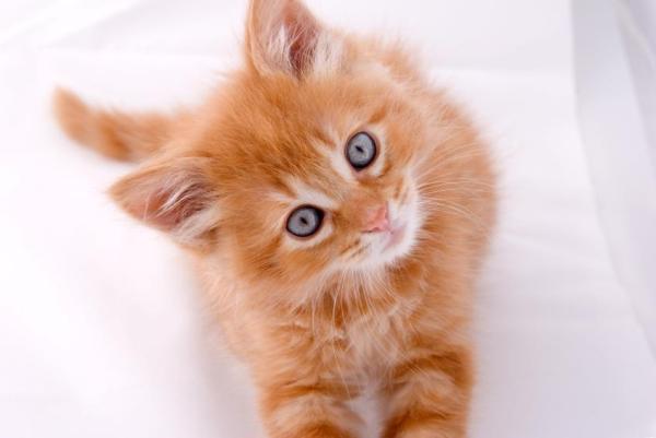 Cómo enseñarle su nombre a un gato - Consejos para enseñarle su nombre a un gato