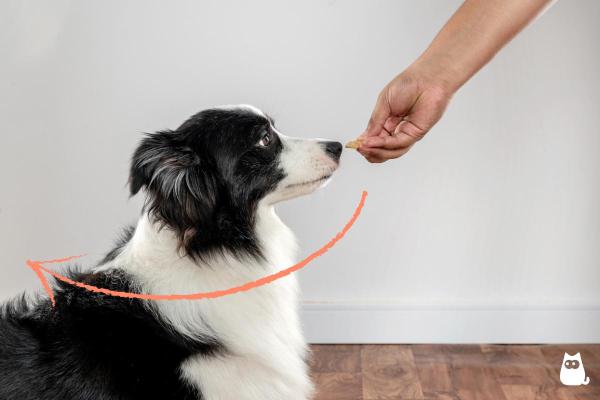 Cómo enseñar fácilmente a su perro a hacerse el muerto paso a paso: guíe el movimiento del perro usando comida como cebo