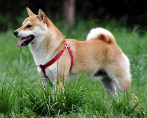 Cómo entrenar a un Shiba Inu - El personaje del Shiba Inu