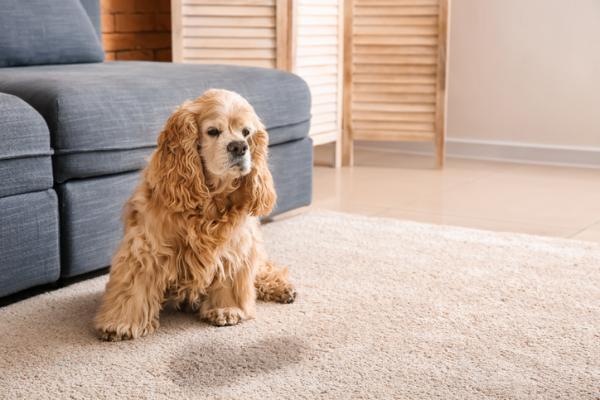 Cómo evitar que su perro orine adentro por la noche - Mi cachorro orina y defeca en casa por la noche
