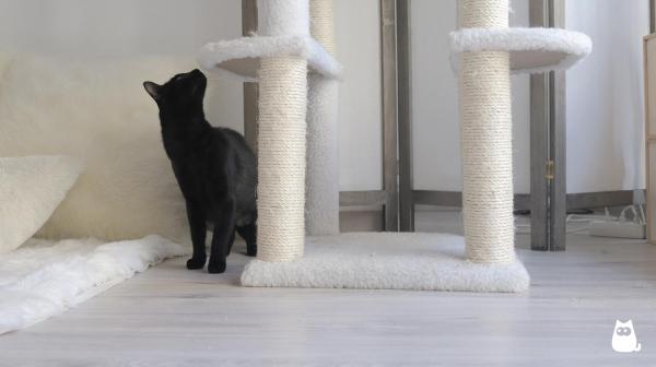 Cómo evitar que tu gato te arañe - ¿Está mi gato estresado?