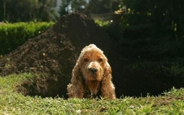 Cómo evitar que un perro cave en el jardín - ¿Por qué cavan los perros?