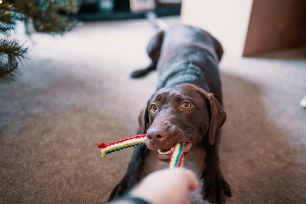 Cómo generar confianza en mi perro - Guía paso a paso - Cómo aumentar la confianza de un perro