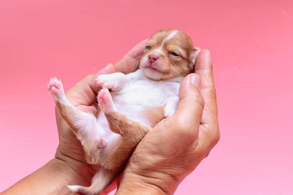 Cómo hacer caca de cachorro: otras razones por las que un cachorro no puede hacer caca