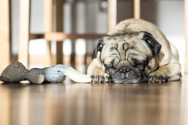 Cómo hacer que un perro duerma - Consejos y remedios caseros - ¿Se puede enseñar a dormir a un perro?