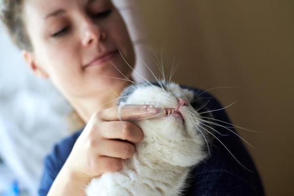 Cómo hacer pasta de dientes casera para gatos -
