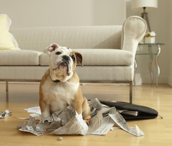 Cómo hacer que un perro se comporte "Mi perro se porta mal cuando no estoy"