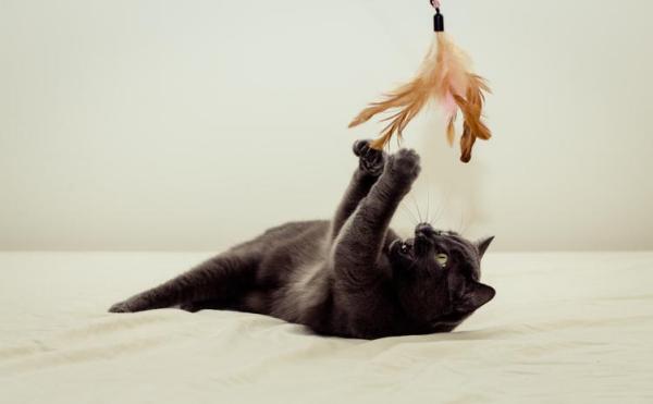 Cómo jugar con un gato: ¡juegos divertidos para crear vínculos con tu gato! - ¿Por qué es tan importante jugar con tu gato?
