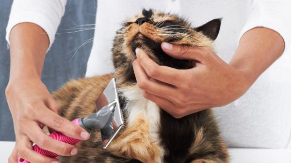 Cómo lidiar con la caída del pelo de gato - Cepillado
