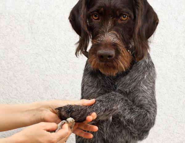 Cómo limpiar las patas de mi perro después de un paseo durante la cuarentena - Cómo desinfectar las patas de mi perro durante la cuarentena