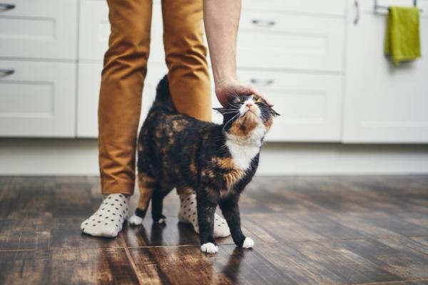 Cómo muestran su afecto los gatos - ¿Cómo muestran su afecto los gatos?