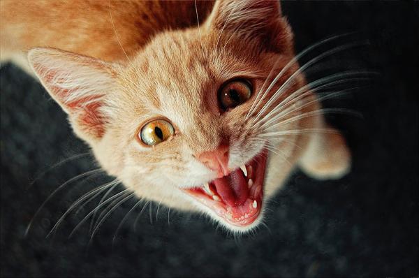 Cómo mantener a los gatos alejados de los mostradores: hacer que los mostradores sean poco atractivos