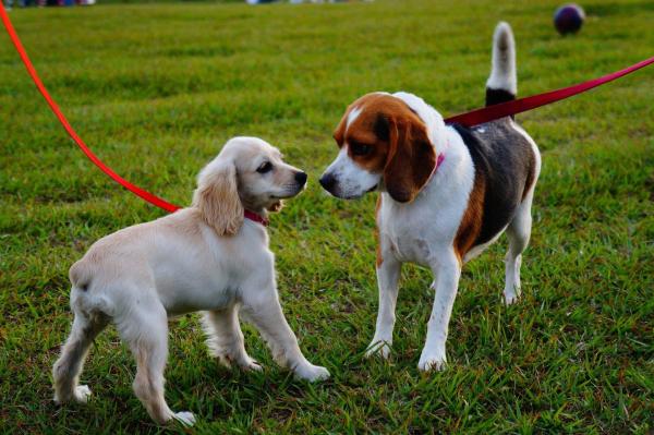 Cómo presentarle a su perro un perro nuevo - Cómo presentar dos perros en un lugar público