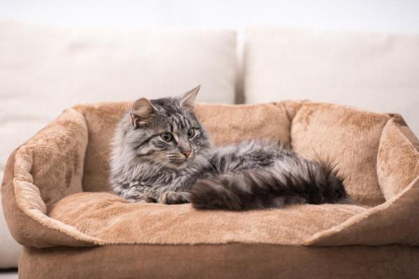 Cómo presentarle un gato nuevo a otro gato: antes de introducir un segundo gato en su casa
